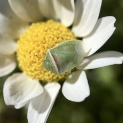Piezodorus oceanicus
