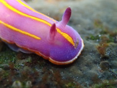 Felimida macfarlandi