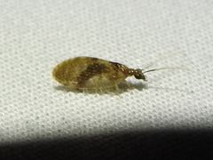 Sympherobius barberi