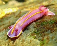 Felimida macfarlandi