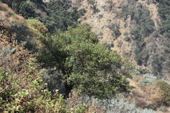 Escallonia resinosa