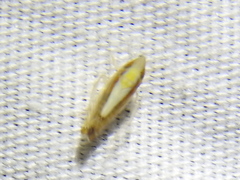 Scaphytopius elegans