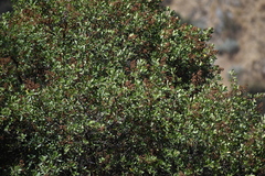 Escallonia resinosa