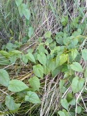 Calystegia tuguriorum