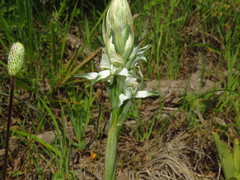 Chloraea multiflora