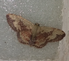 Idaea vacillata