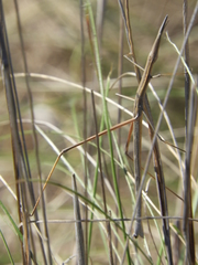 Tetanorhynchini