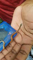 Hypsirhynchus callilaemus