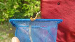 Hypsirhynchus callilaemus