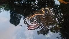 Hypsirhynchus callilaemus