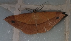 Pseudonadagara semicolor