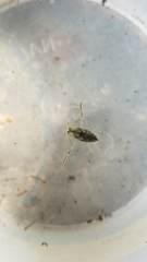 Notonecta indica