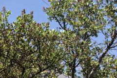 Escallonia resinosa