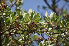 Escallonia resinosa
