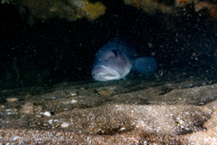 Pseudopercis semifasciata