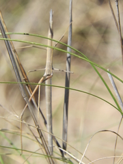 Tetanorhynchini