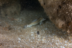 Pinguipes brasilianus