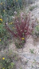 Lamourouxia dasyantha