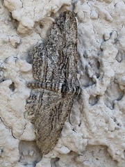 Iridopsis obliquaria