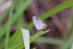 Everes lacturnus