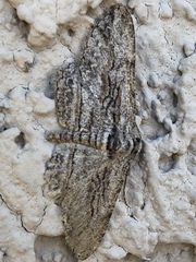 Iridopsis obliquaria
