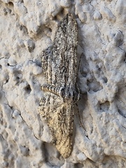 Iridopsis obliquaria