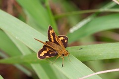 Potanthus confucius