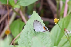 Everes lacturnus