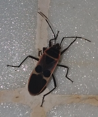 Physopelta gutta gutta