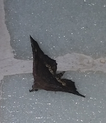 Throana pectinifer