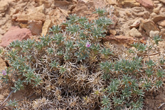 Astragalus kentrophyta elatus