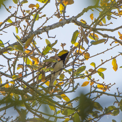 Setophaga chrysoparia