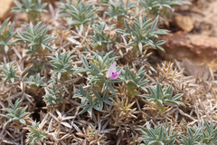 Astragalus kentrophyta elatus