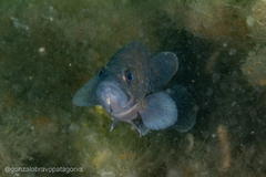 Acanthistius patachonicus