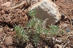 Astragalus kentrophyta elatus