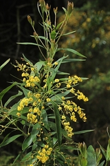 Daviesia laxiflora