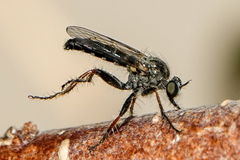 Cyrtopogonini
