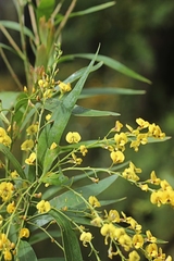 Daviesia laxiflora
