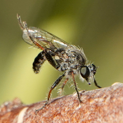 Cyrtopogonini