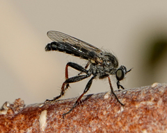 Cyrtopogonini