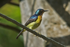 Chalcoparia singalensis