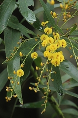 Daviesia laxiflora