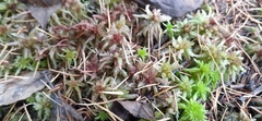 Sphagnum medium