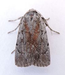 Setagrotis pallidicollis