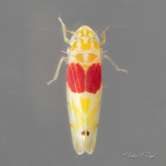 Eratoneura osborni