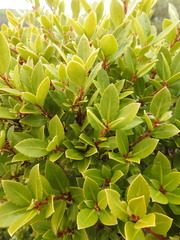 Maytenus magellanica