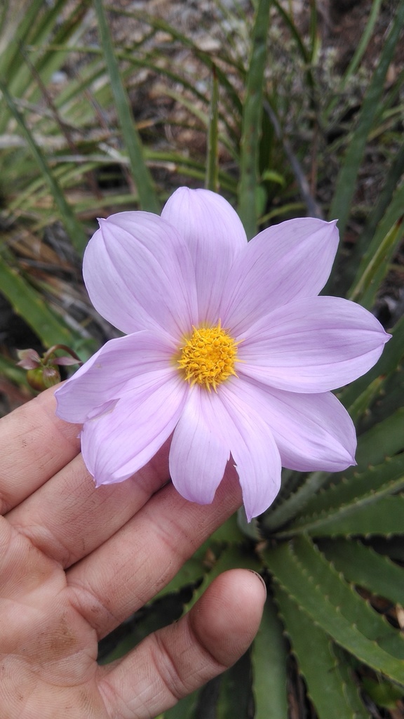 Dalia