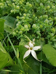 Jaborosa integrifolia