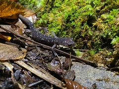 Plethodon punctatus