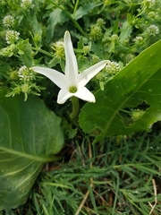 Jaborosa integrifolia